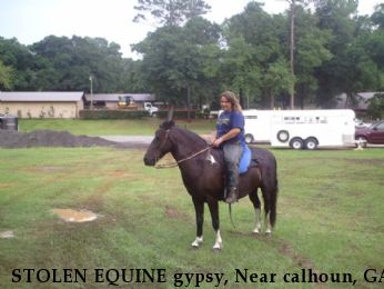 STOLEN EQUINE gypsy, Near calhoun, GA, 30701